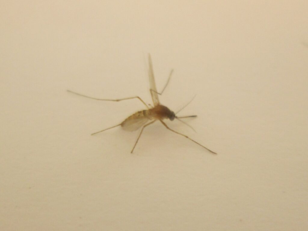 虫刺され
