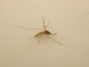 虫刺され