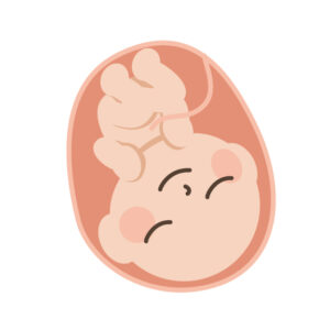 妊娠後期の赤ちゃんの成長