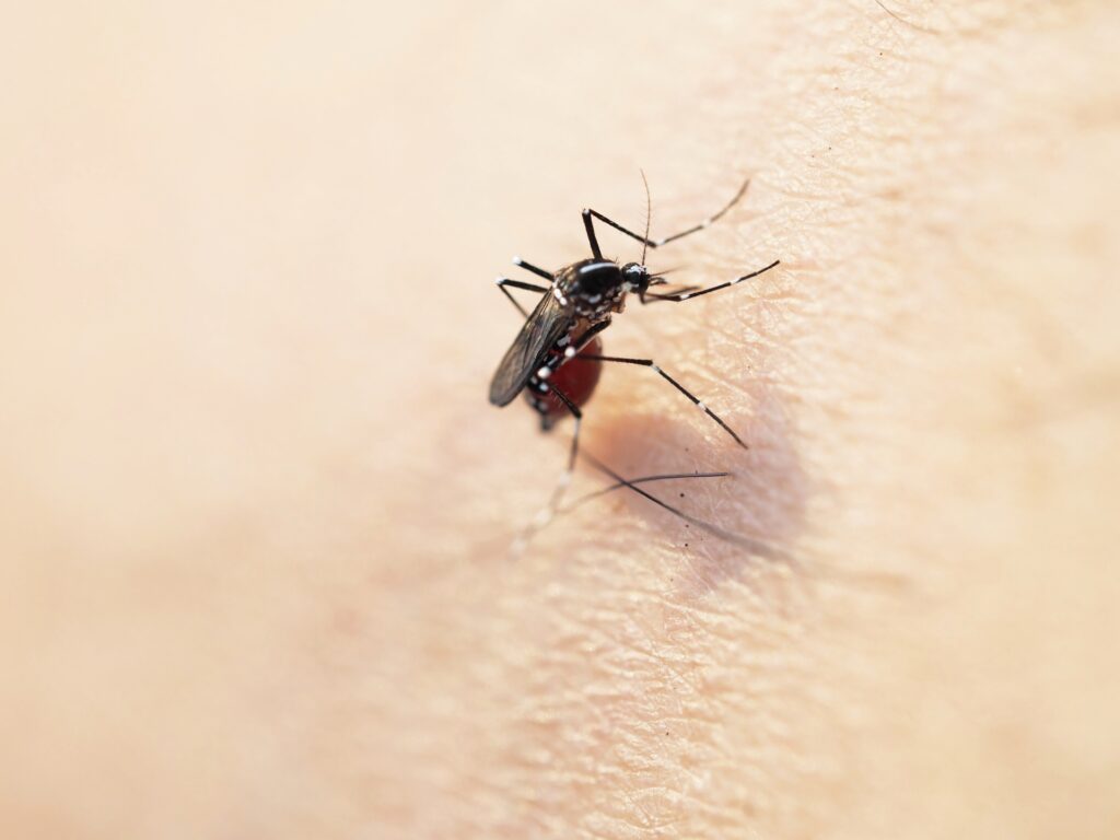 日本脳炎の予防接種について