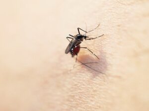日本脳炎の予防接種について