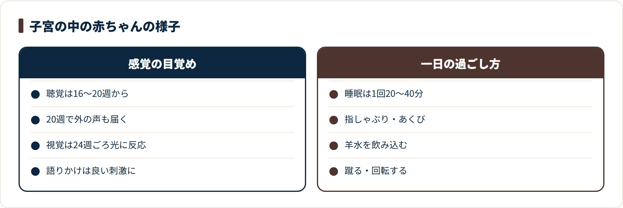 妊娠中期の赤ちゃんの感覚の発達と一日の過ごし方を並べた比較カード。聴覚は16〜20週ごろから働き20週で外の声も届き視覚は24週ごろ光に反応すること、睡眠は1回20〜40分で指しゃぶりやあくび、羊水の嚥下、蹴る・回転する動きが見られることを示している。