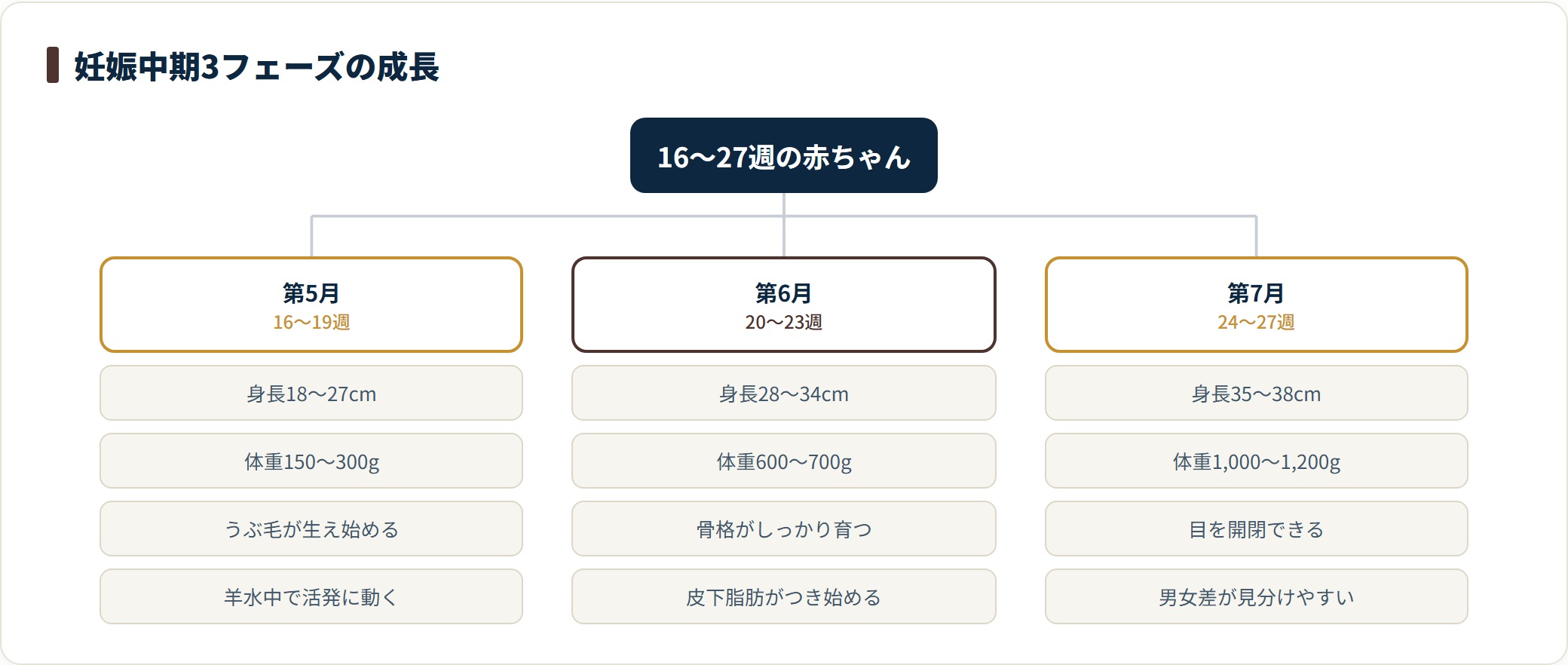 妊娠中期の赤ちゃんの成長を3つの月に分けた分類図。第5月は身長18〜27センチ・体重150〜300グラムでうぶ毛が生え、第6月は28〜34センチ・600〜700グラムで骨格と皮下脂肪が育ち、第7月は35〜38センチ・1,000〜1,200グラムで目を開閉でき男女差が見分けやすくなることを示している。
